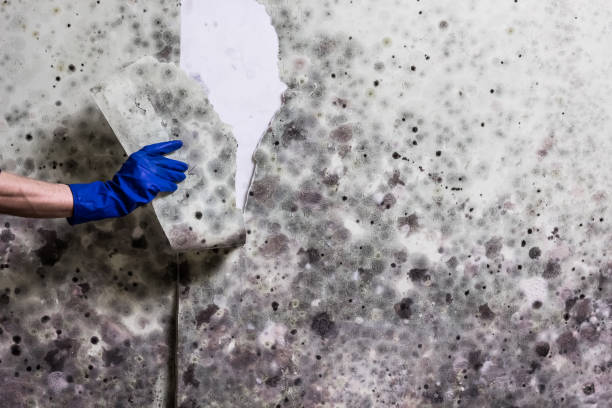 Best Commercial Mold Removal  in Samsula Spruce Creek, FL