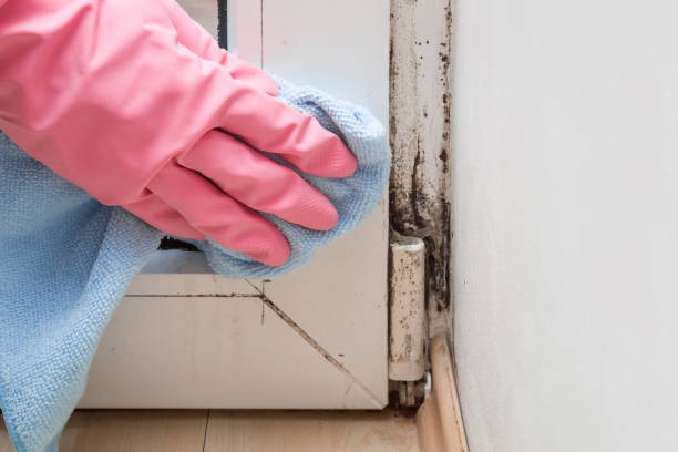 Best Local Mold Removal Service  in Samsula Spruce Creek, FL