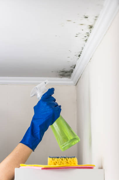 Best Mold Damage Repair  in Samsula Spruce Creek, FL